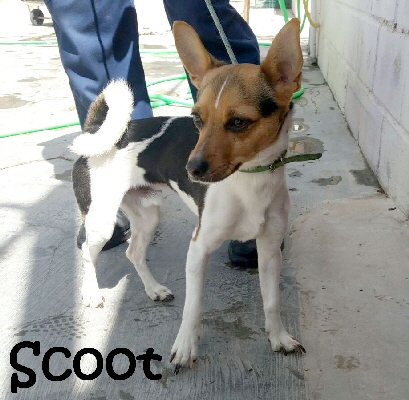 Scoot_IMG-20170421-WA0032_mN