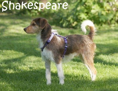 Shakespeare_DSC08191_mN