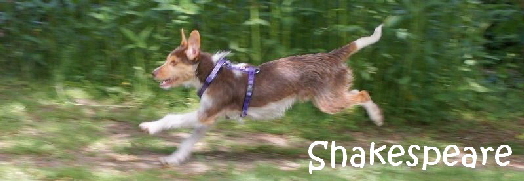 Shakespeare_DSC08304_mN
