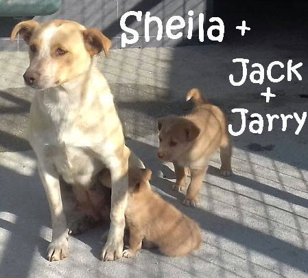 Sheila+Jack+Jarry