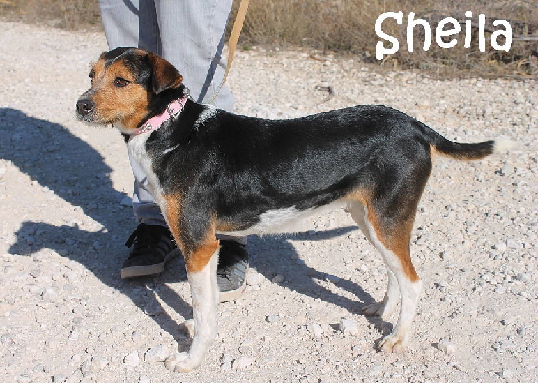 Sheila_IMG_0534_mN