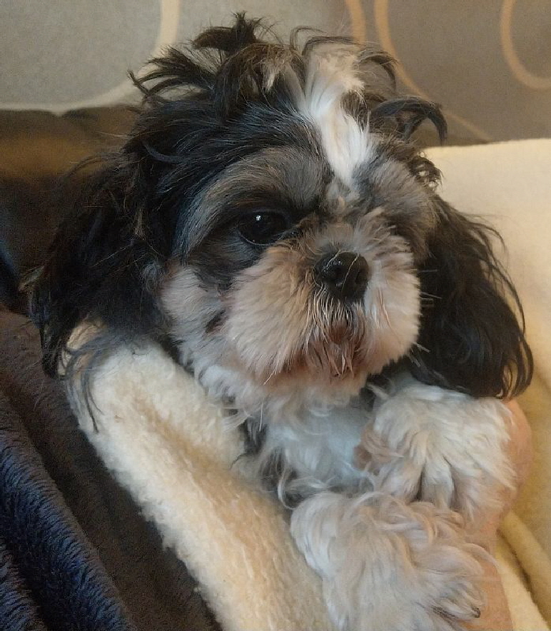 ShihTzu_IMG_20200104_151333