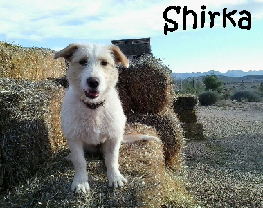 Shirka_IMG-20160112-WA0003_mN