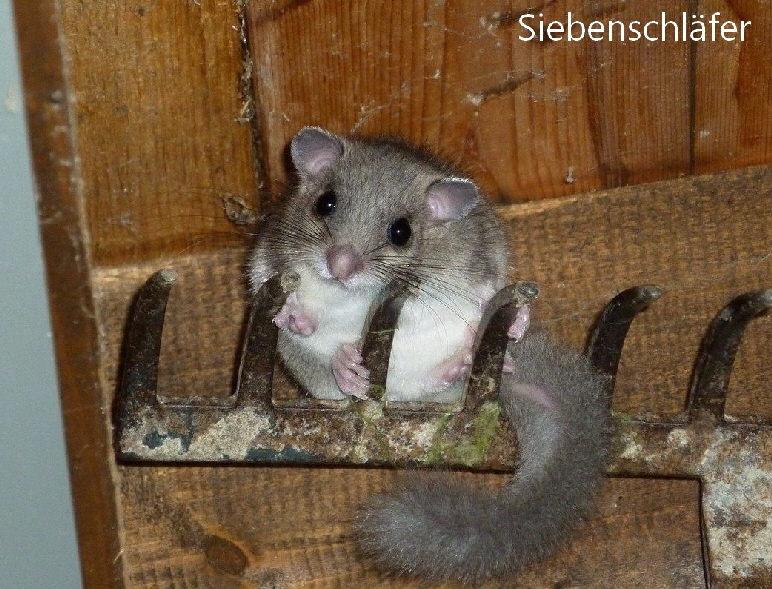 Siebenschlaefer_2039967_1280