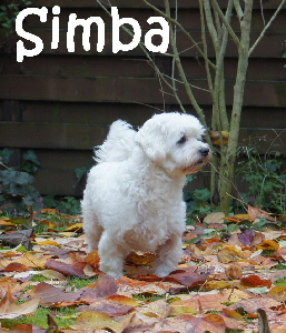 Simba_DSC05620_mN