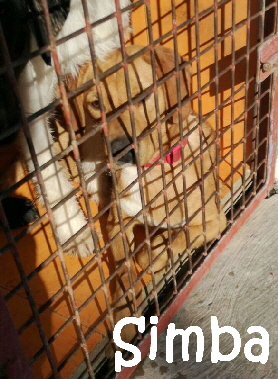 Simba_IMG-20171207-WA0053_mN