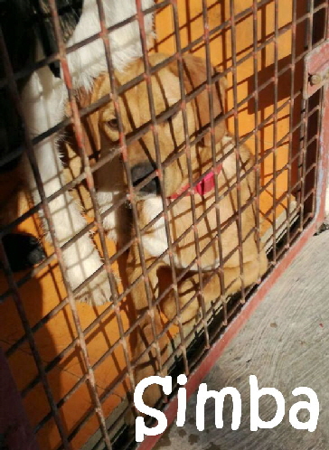 Simba_IMG-20171207-WA0053_mN