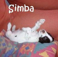 Simba_adjuntos_fichero_37d45d3f0443b31f_mN