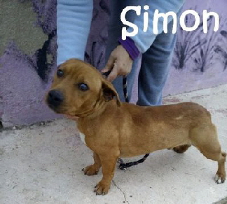 Simon_e16c1561-d90a-469b-b65b-f9470dc23cc7_mN