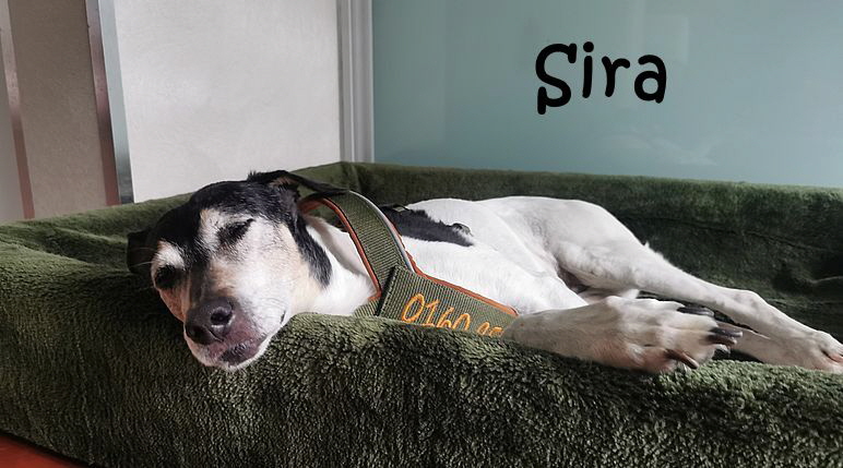 Sira_20250729_150017 Sira_20250729_150017