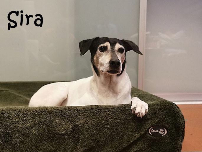 Sira_20251120_202524