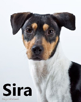 Sira_Y4D7078-2_mitName