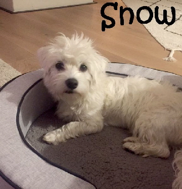 Snow_image1_mN
