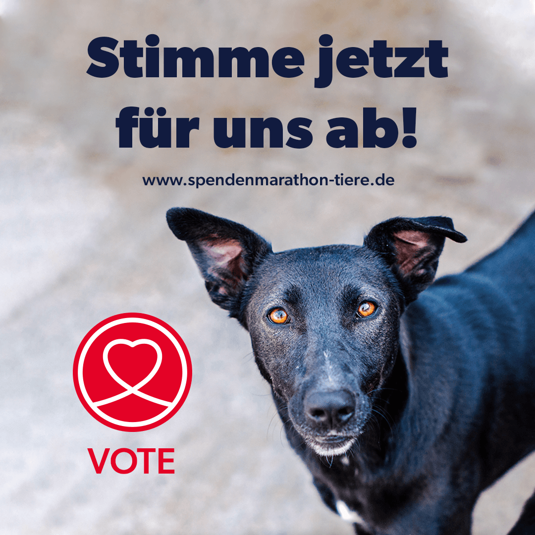 Spenden-Marathon-Facebook-Post-Hund