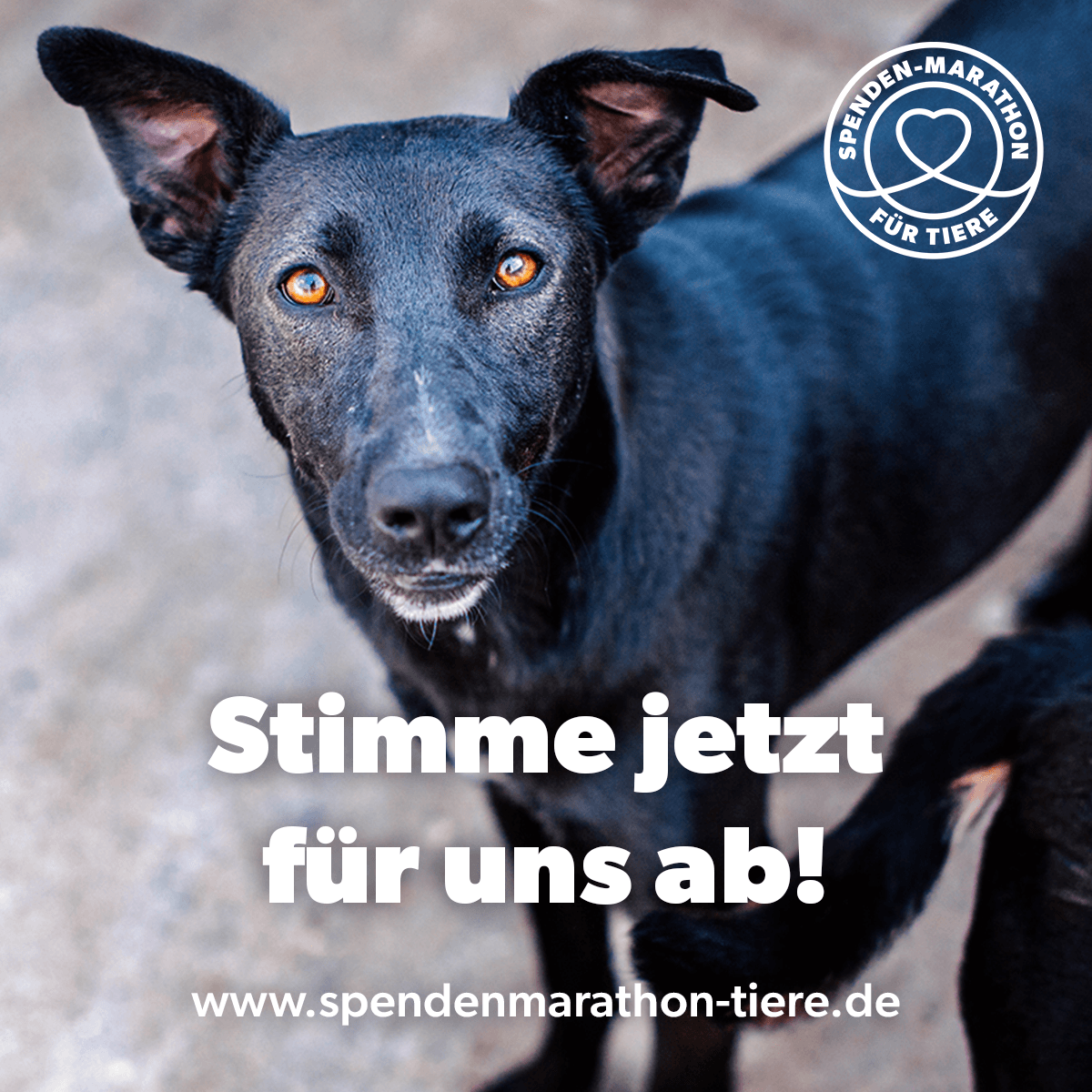 Spenden-Marathon-Facebook-Profilbild-Hund