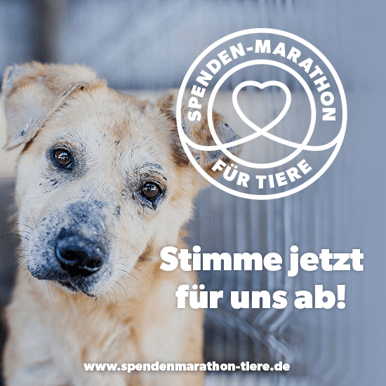 Spenden-Marathon_2019_Facebook_Profilbild_550x550_V1_Hund-1