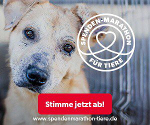 Spenden-Marathon_Abstimmung_2019_Hund_300x250