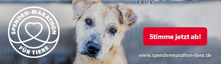 Spenden-Marathon_Abstimmung_2019_Hund_750x218