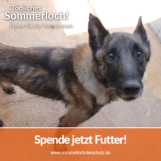 Spendenaktion_toedliches_Sommerloch_2020_Facebook_Tierhilfe Phnix_1