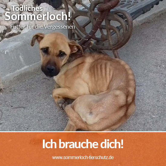 Spendenaktion_toedliches_Sommerloch_2020_Facebook_Tierhilfe Phnix_2