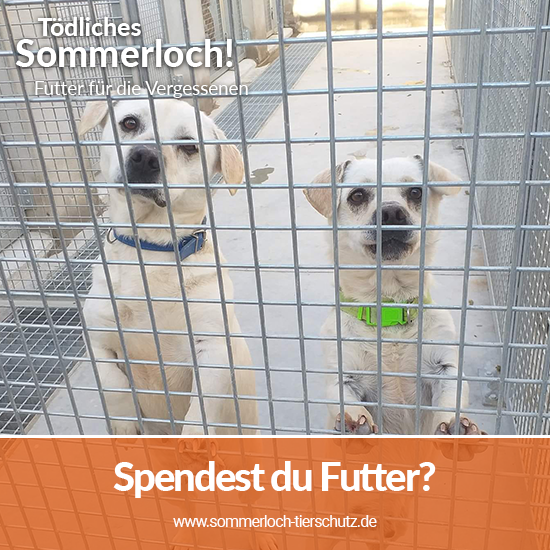 Spendenaktion_toedliches_Sommerloch_2020_Facebook_Tierhilfe Phnix_3