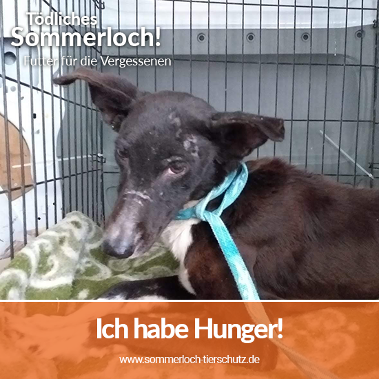 Spendenaktion_toedliches_Sommerloch_2020_Facebook_Tierhilfe Phnix_4