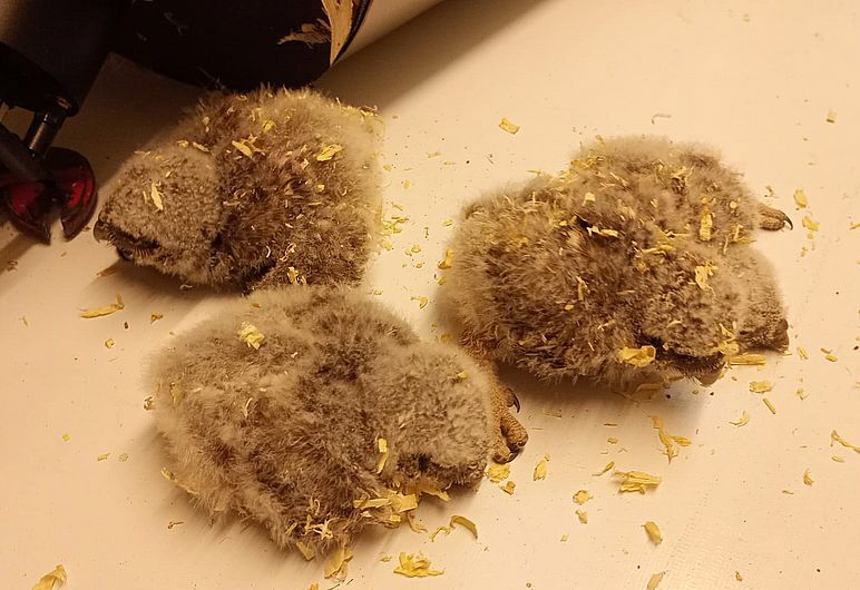 Steinkaeuze_Umzug_20250516-WA0008 Steinkaeuze_Umzug_20250516-WA0008