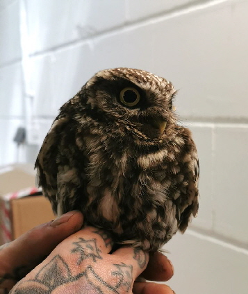 Steinkaeuze_Umzug_20250516_151624 Steinkaeuze_Umzug_20250516_151624