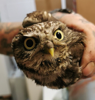 Steinkaeuze_Umzug_20250516_151752