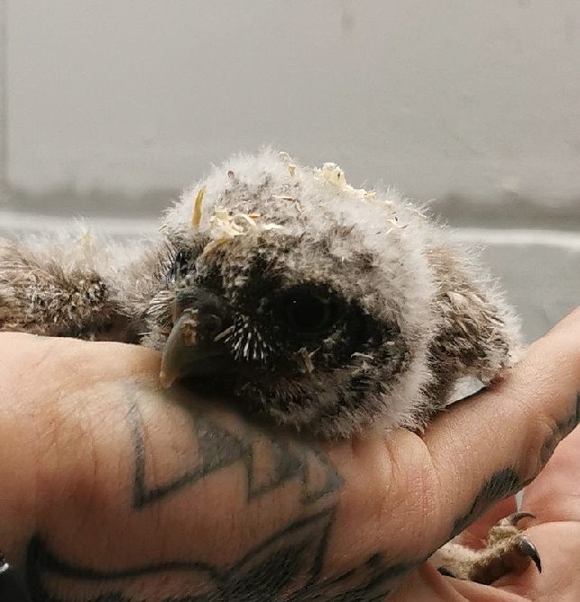 Steinkaeuze_Umzug_20250516_151845 Steinkaeuze_Umzug_20250516_151845