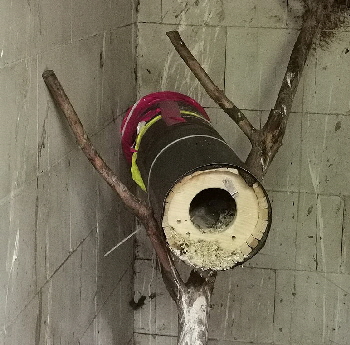 Steinkaeuze_Umzug_20250516_153308 Steinkaeuze_Umzug_20250516_153308