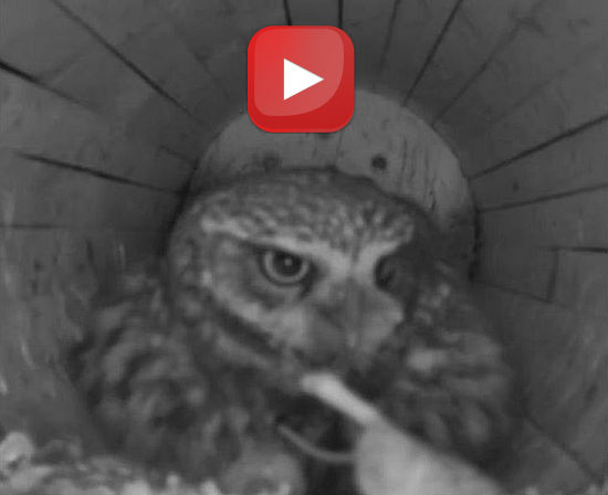 Steinkauz - Das erste Kken ist geschlpft_preview