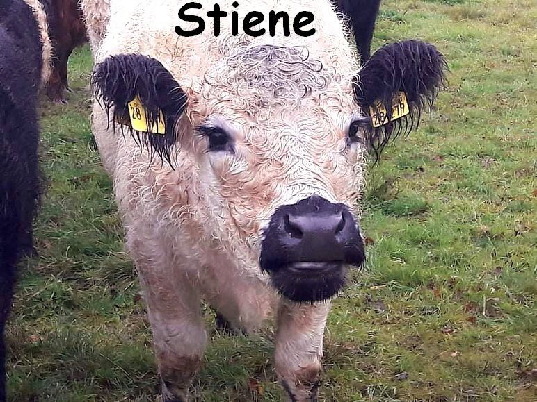 Stiene_received_2792890197610055