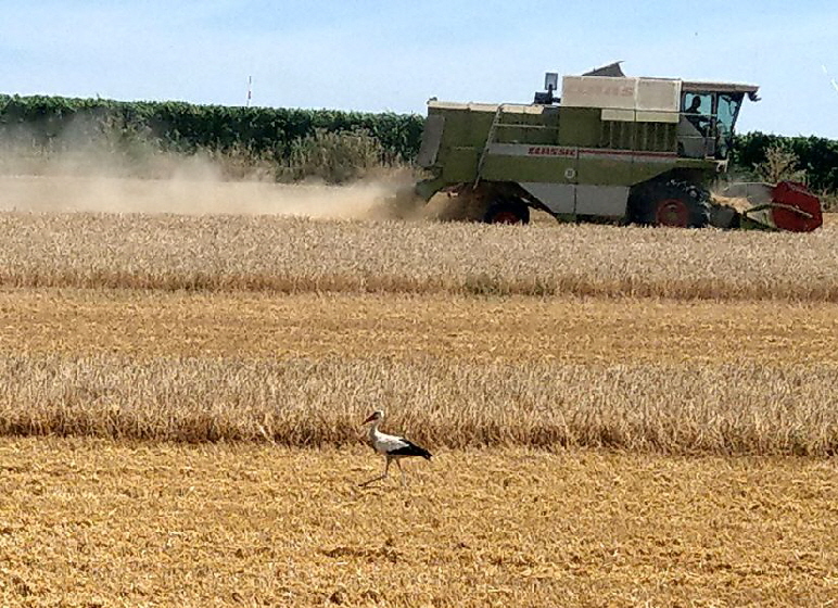 Storch_IMAG1040
