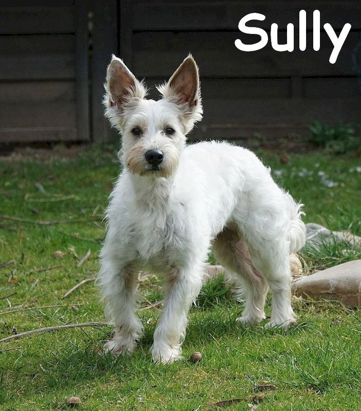 Sully_DSC04820_mN