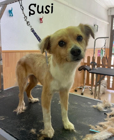 Susi-20250426-WA0004_mN