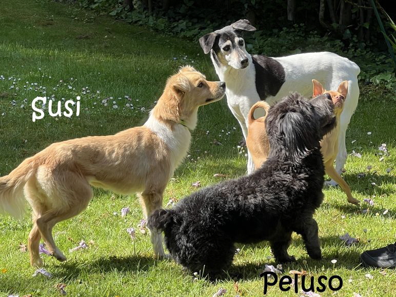 Susi+Peluso_IMG_3248_mN Susi+Peluso_IMG_3248_mN