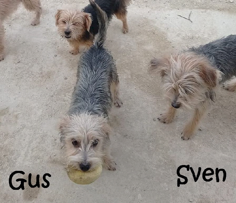 Sven+Gus_IMG-20221123-WA0003_mN