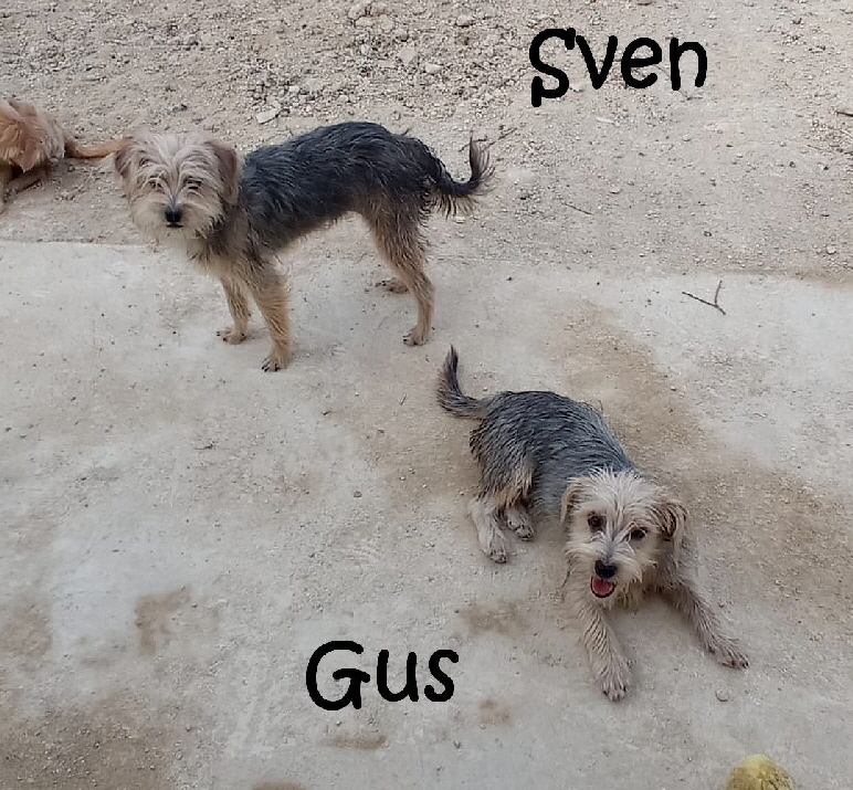 Sven+Gus_IMG-20221123-WA0012_mN