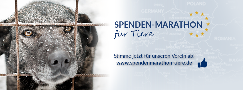 TSS_Abstimmung_Facebook_Titelbild_Spenden-Marathon_2018_Hund_V1