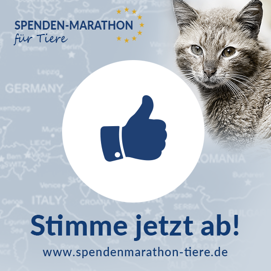 TSS_FB-Post_Spenden-Marathon_fr_Tiere_Abstimmung_Vereine_2018_Katze