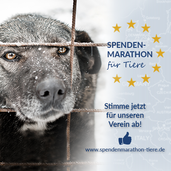 TSS_FB_Abstimmung_Facebook_Profilbild_Spenden-Marathon_2018_Hund_V1