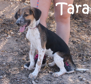 Tara_IMG_4727_mN