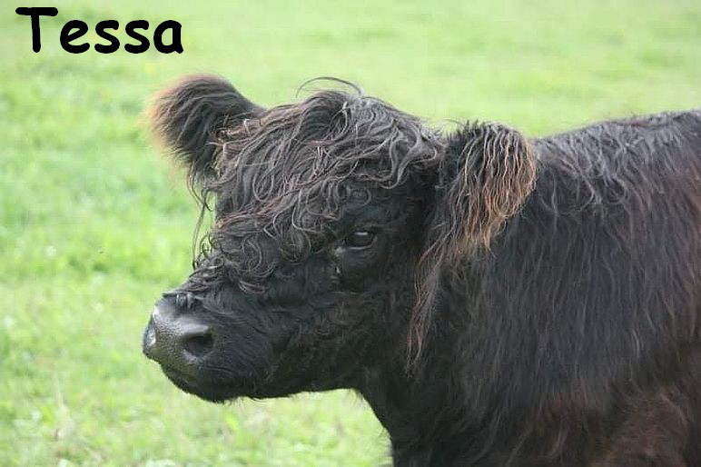 Tessa_received_639245863398429