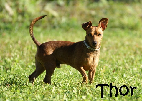 Thor_DSC00245_mN