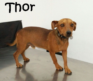 Thor_IMG-20170920-WA0038_mN