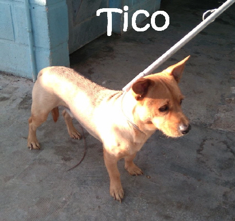 Tico_IMG_20171030_091810_mN