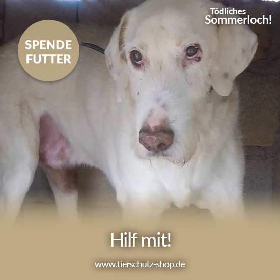 Tierschutz-Shop_toedliches_Sommerloch_2019_Facebook_Tierhilfe Phnix e.V._5