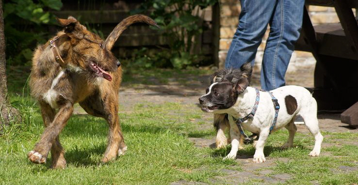 Tigreton_DSC08447_738
