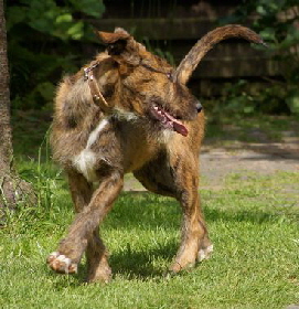 Tigreton_DSC08447_Kopie